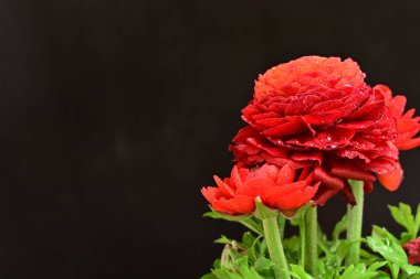 Koyu arkaplanda kırmızı ranunculus çiçeklerini kapat 