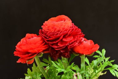 Koyu arkaplanda kırmızı ranunculus çiçeklerini kapat 