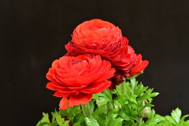 Koyu arkaplanda kırmızı ranunculus çiçeklerini kapat 