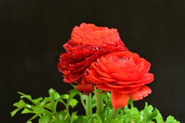 Koyu arkaplanda kırmızı ranunculus çiçeklerini kapat 