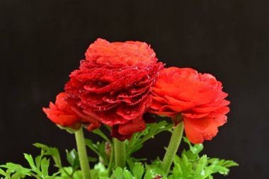 Koyu arkaplanda kırmızı ranunculus çiçeklerini kapat 