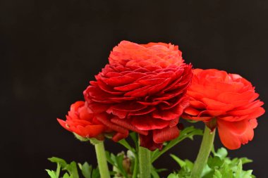 Koyu arkaplanda kırmızı ranunculus çiçeklerini kapat 