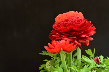 Koyu arkaplanda kırmızı ranunculus çiçeklerini kapat 