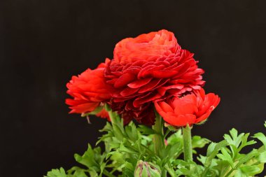 Koyu arkaplanda kırmızı ranunculus çiçeklerini kapat 