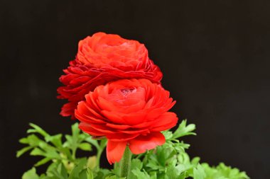 Ranunculus çiçekleri siyah arkaplanı kapatır 