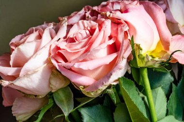 Koyu arkaplanda güzel güller, kapatın. 