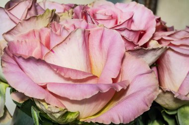 Siyah bir arka planda izole edilmiş güzel bir gül.