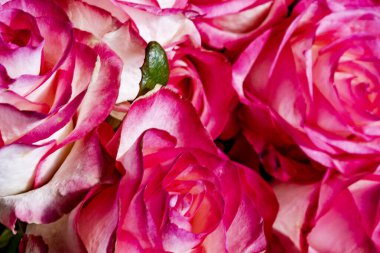 Güzel gül buketi arka planı, kapat. 