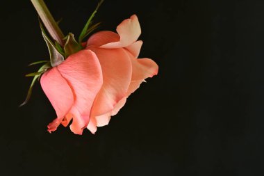 Siyah bir arka planda güzel bir gül.