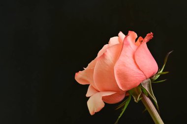 Siyah bir arka planda güzel bir gül.