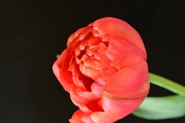 Siyah zemin üzerinde güzel kırmızı lale çiçeğinin yakın plan görüntüsü            