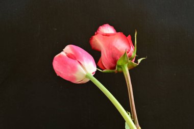 Koyu arkaplanda güzel güller ve lale çiçekleri, yaz konsepti, yakın çekim manzarası  