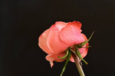 Koyu arkaplanda güzel pembe bir gül çiçeği                        