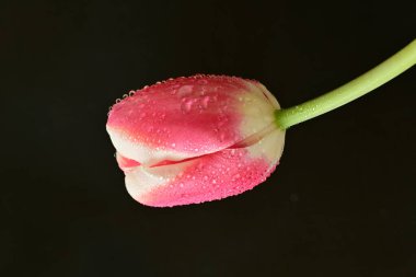 Siyah arka planda güzel pembe lale çiçeğinin yakın plan görüntüsü            