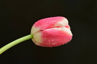 Siyah arka planda güzel pembe lale çiçeğinin yakın plan görüntüsü            