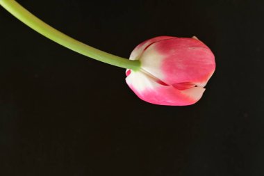 Siyah arka planda güzel pembe lale çiçeğinin yakın plan görüntüsü            