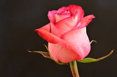 Güzel pembe gül koyu arkaplanda, yaz konsepti 