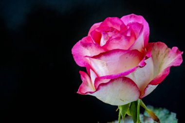 Güzel pembe gül koyu arkaplanda, yaz konsepti 