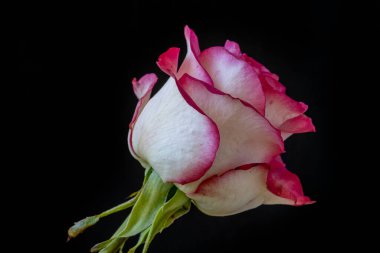 Güzel pembe gül koyu arkaplanda, yaz konsepti 