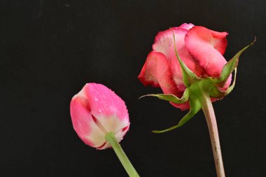 Gül ve lale çiçeklerini siyah arkaplanda kapat 