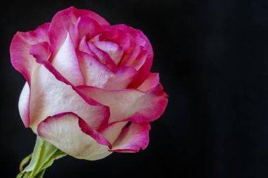 Güzel pembe gül koyu arkaplanda, yaz konsepti 