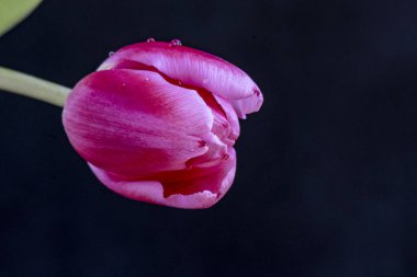 Güzel lale çiçeği siyah arka planda kapanıyor. 