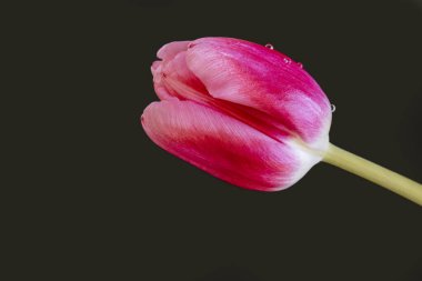 Güzel lale çiçeği siyah arka planda kapanıyor. 