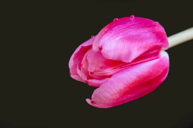 Güzel lale çiçeği siyah arka planda kapanıyor. 