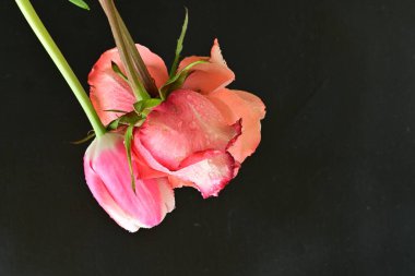 Siyah arka planda lale ve gül çiçekleri yakın plan 