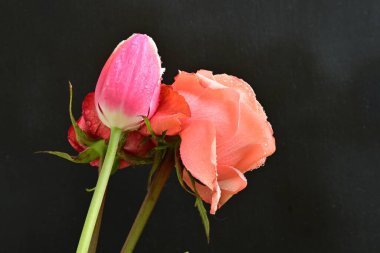 Siyah arka planda lale ve gül çiçekleri yakın plan 