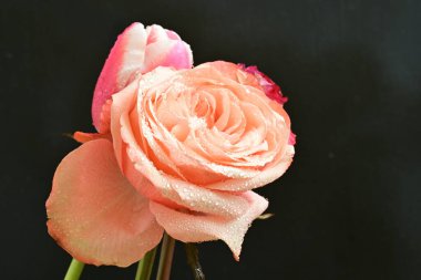 Siyah arka planda lale ve gül çiçekleri yakın plan 