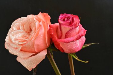 Kapatın güzel gülleri siyah üzerine