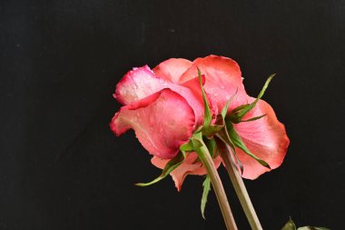 Siyah arka planda güzel pembe bir gül, yakın plan 