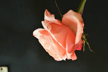 Siyah arkaplanda güzel bir gül. Yakın plan. 