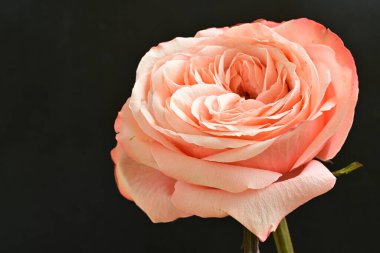 Siyah arkaplanda güzel bir gül. Yakın plan. 