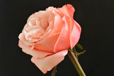 Siyah arkaplanda güzel bir gül. Yakın plan. 