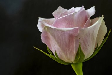 Siyah arkaplanda güzel bir gül. Yakın plan. 