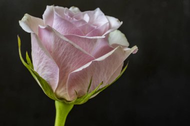 Siyah arkaplanda güzel bir gül. Yakın plan. 