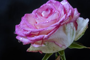 Siyah arkaplanda güzel bir gül. Yakın plan. 