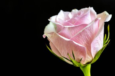 Siyah arkaplanda güzel bir gül. Yakın plan. 