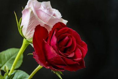 Kapatın güzel gülleri siyah üzerine