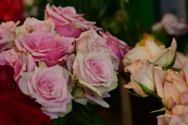 Koyu arkaplanda güzel güller, kapatın. 