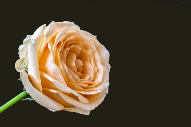 Siyah bir arka planda izole edilmiş güzel bir gül.