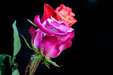 Kapatın güzel gülleri siyah üzerine