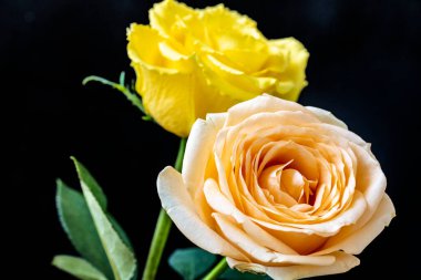 Kapatın güzel gülleri siyah üzerine