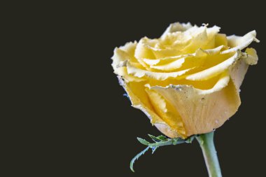 Siyah bir arka planda izole edilmiş güzel bir gül.