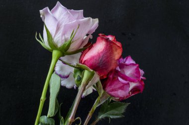 Kapatın güzel gülleri siyah üzerine