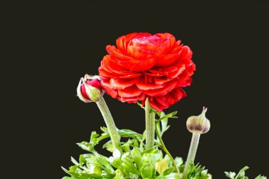 Siyah bir arka planda izole edilmiş güzel bir gül.