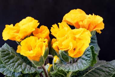 Renkli bahar çiçekleri. çok renkli çuha çiçeği.