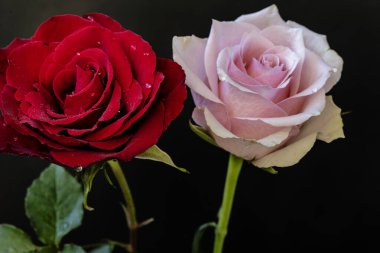 Kapatın güzel gülleri siyah üzerine